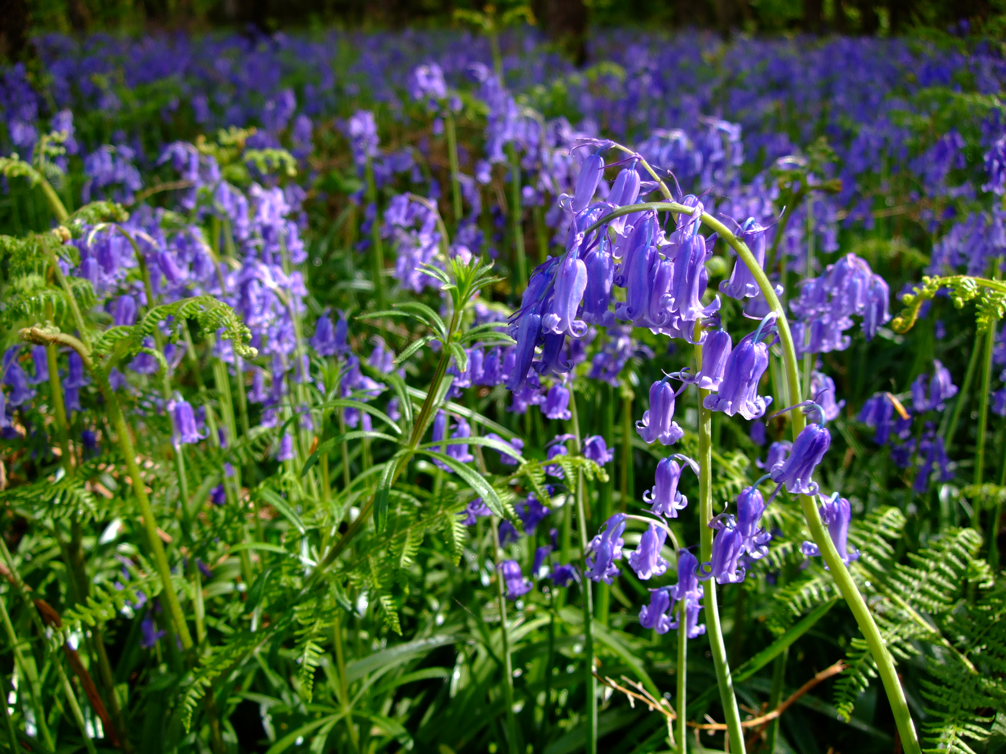 Spanish bluebell
